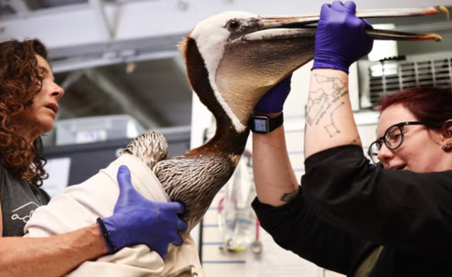 <p>Officials with the Wetlands and Wildlife Care Center tend to a starving pelican on 14 May. Experts say the pelicans are starving due to a late-spring storm </p>