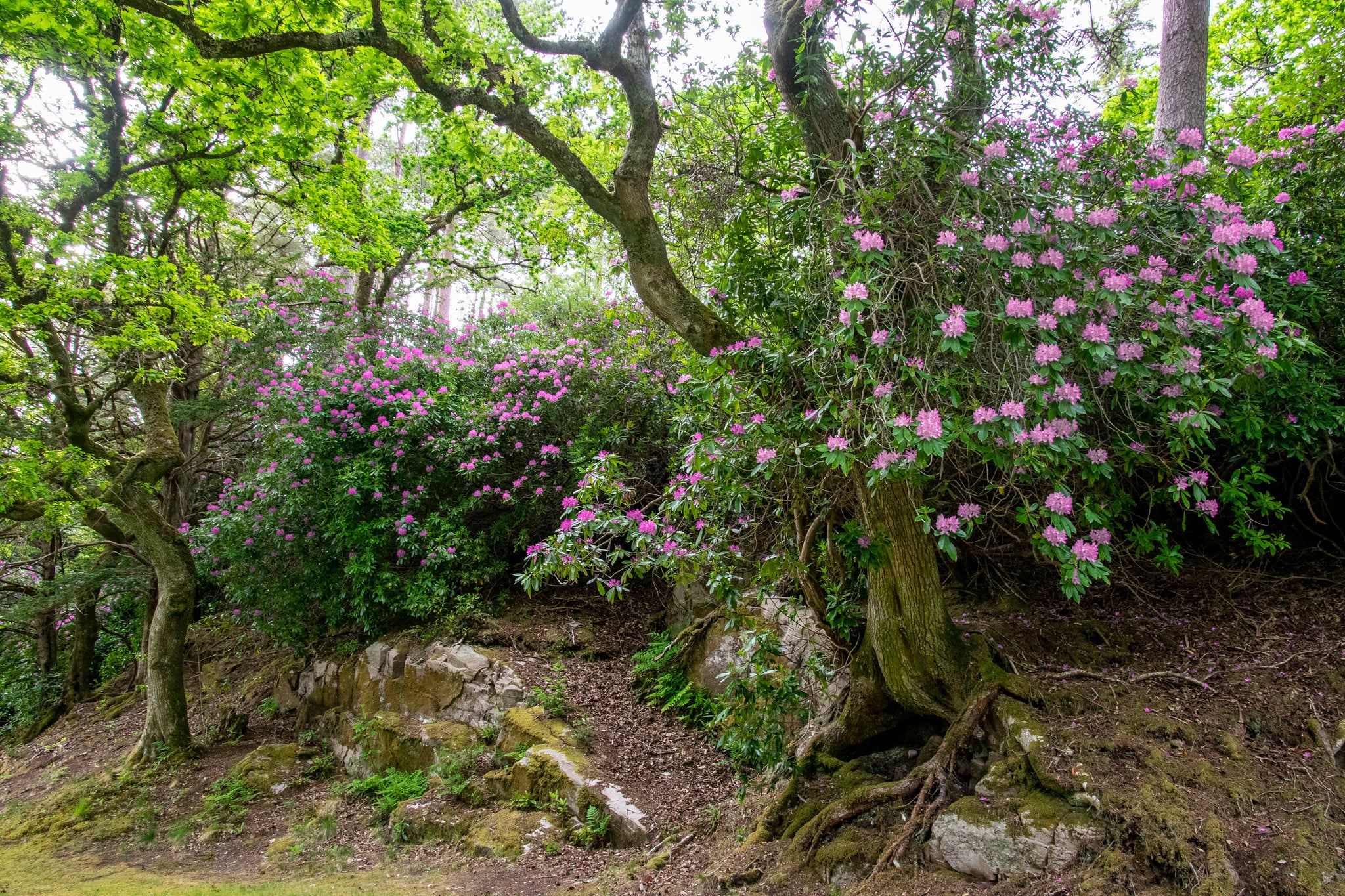 Rhododendron ponticum, an invasive species which gardeners are being urged not to buy as conservationists warn it can spread tree diseases and harm native wildlife