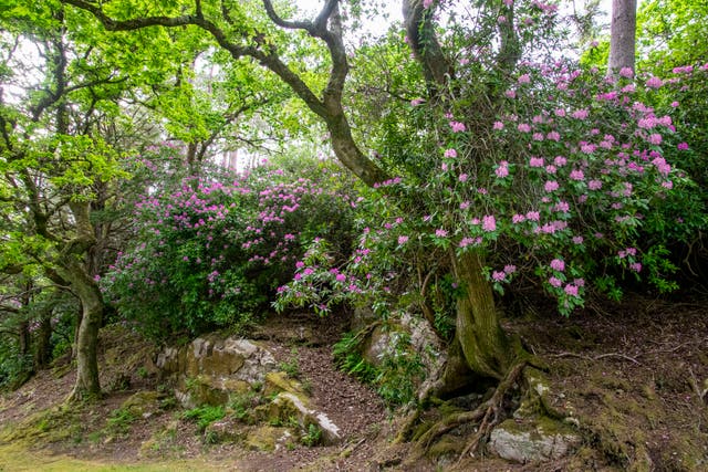 <p> Rhododendron ponticum, an invasive species which gardeners are being urged not to buy as conservationists warn it can spread tree diseases and harm native wildlife</p>