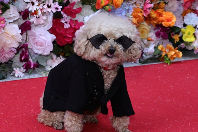 <p>Dog fashions during the 2024 Pet Gala By Anthony Rubio at AKC Museum of the Dog on 20 May 2024 in New York City</p>