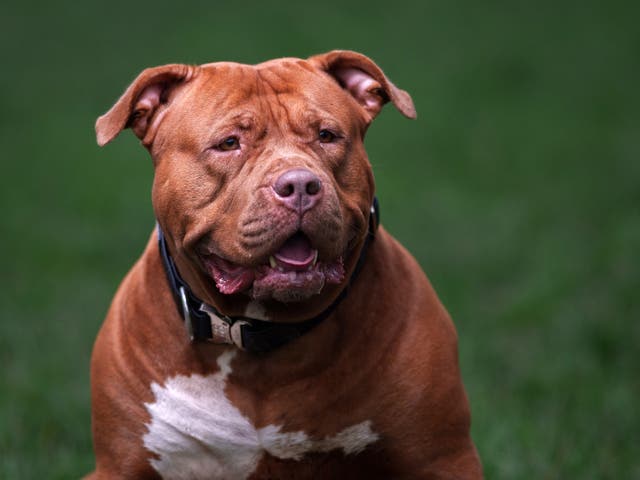<p>The XL Bully dog was destroyed after the attack. Stock image </p>