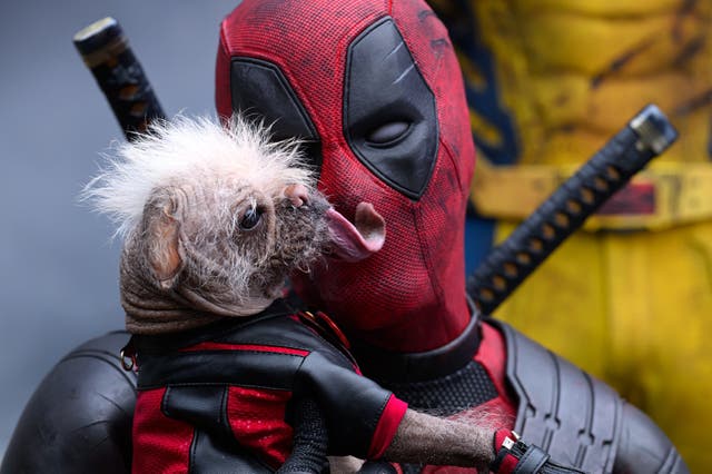 <p>Dog days: Ryan Reynolds as the ‘Merc with a Mouth’ in ‘Deadpool & Wolverine'</p>
