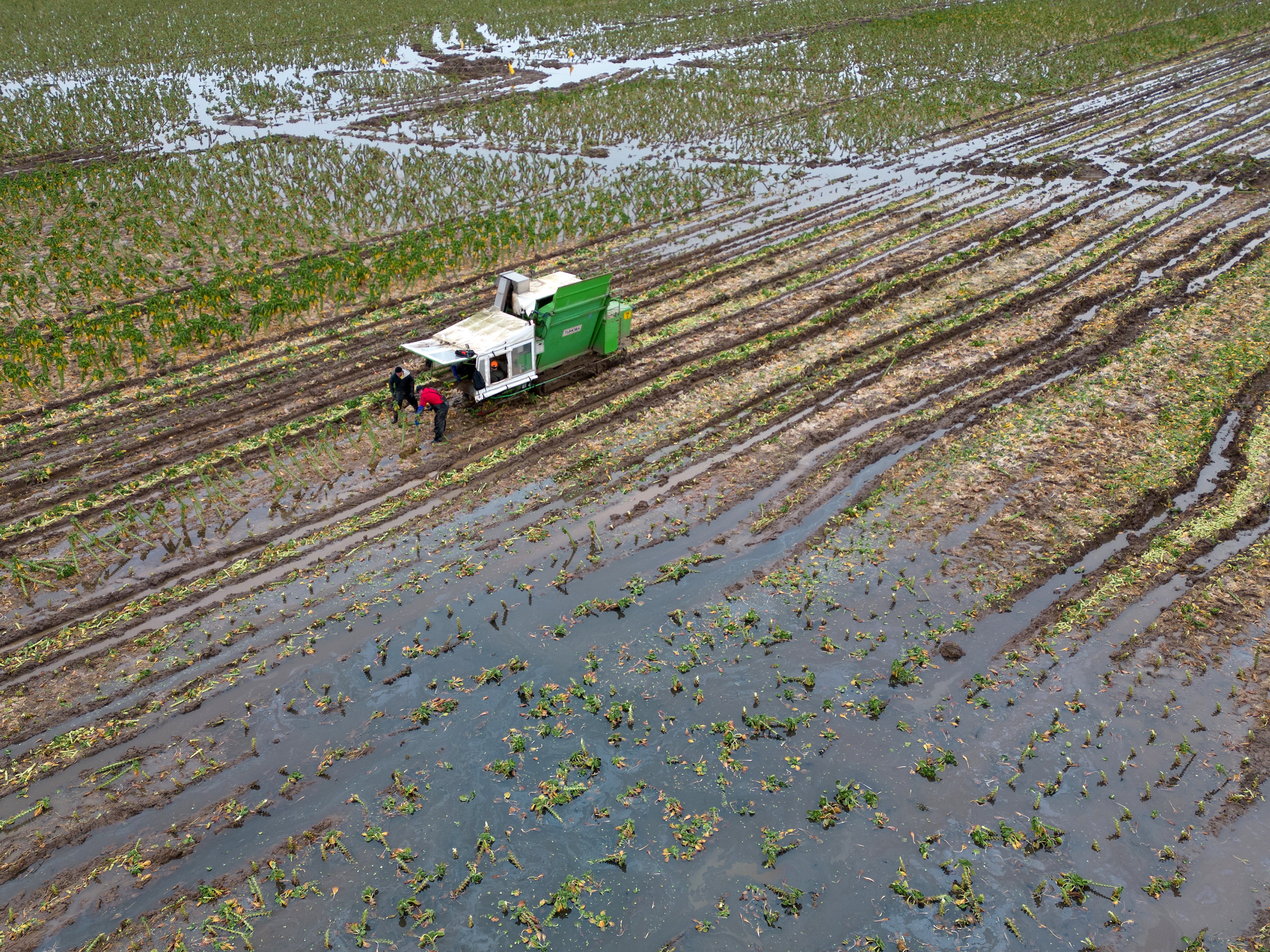 Brussels sprouts being harvested in a flooded field in Lincolnshire in January