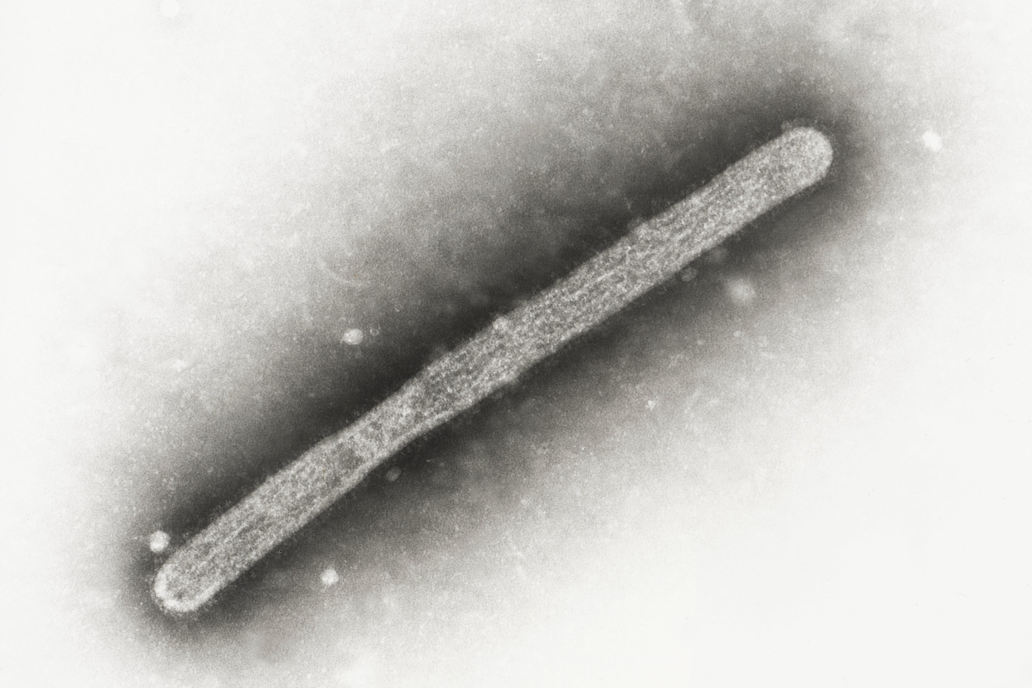 This 2005 electron microscope image shows an avian influenza A H5N1 virion