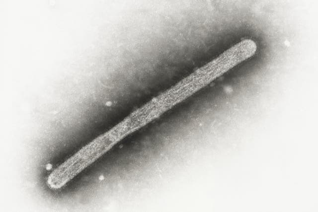 <p>This 2005 electron microscope image shows an avian influenza A H5N1 virion</p>