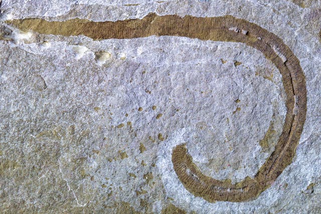 <p>The ancient worm unearthed in Herefordshire was a carnivorous predator that shoved its throat out to catch and eat prey, according to scientists</p>
