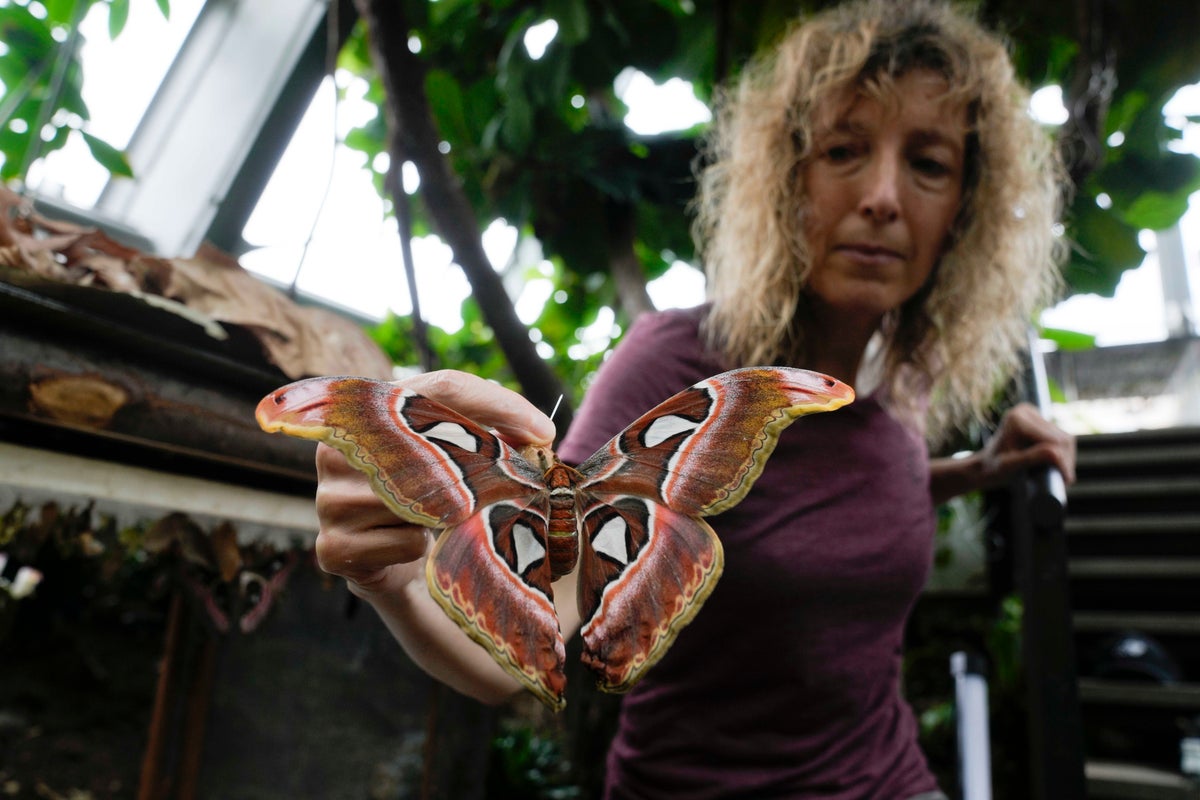 Italian museum recreates Tanzanian butterfly forest to raise awareness on biodiversity research