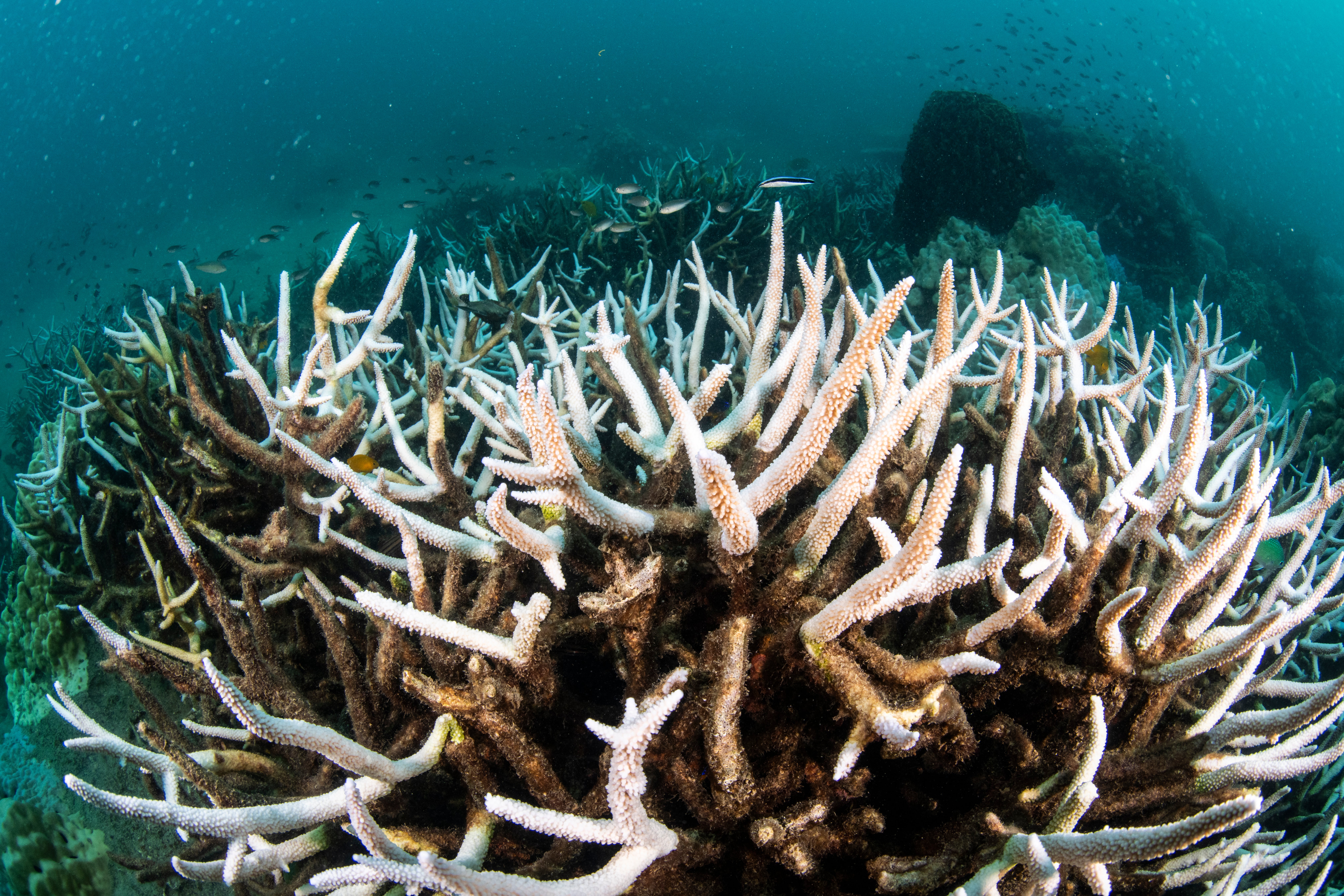 A coral reef is seen affected by coral bleaching due to warm water temperature on May 08, 2024 in Trat, Thailand