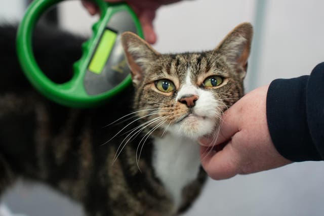 A microchipped cat being scanned at a vet (Defra/PA)