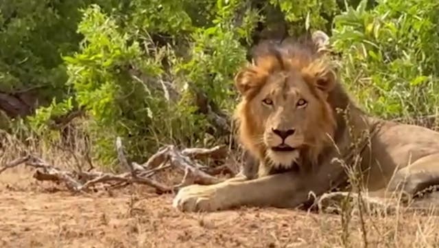 <p>British holidaymaker helps stranded safari tourist after car breaks down next to hungry wild lions.</p>