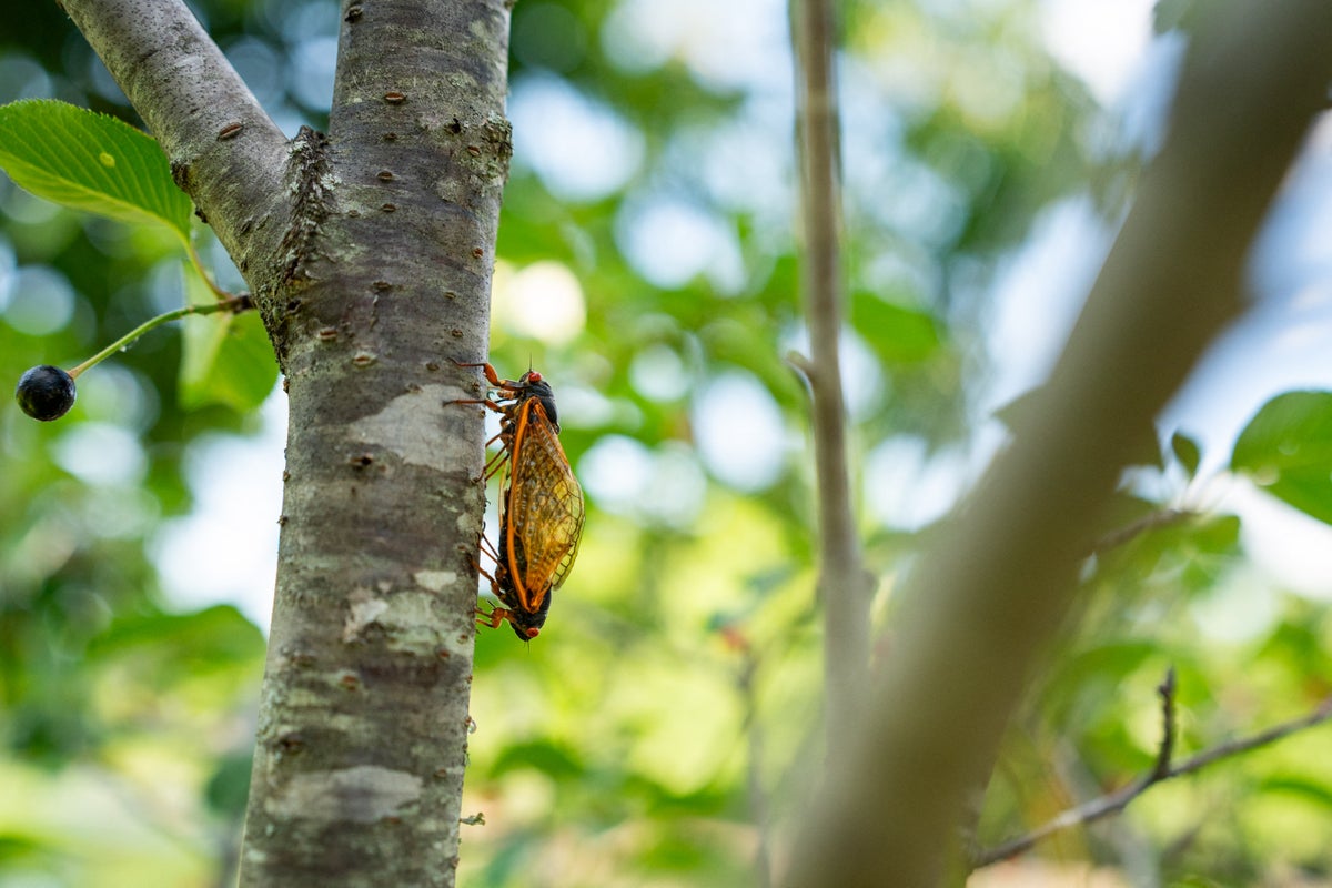 Billions of buzzing cicadas emerge across US in rare occurrence not seen in centuries