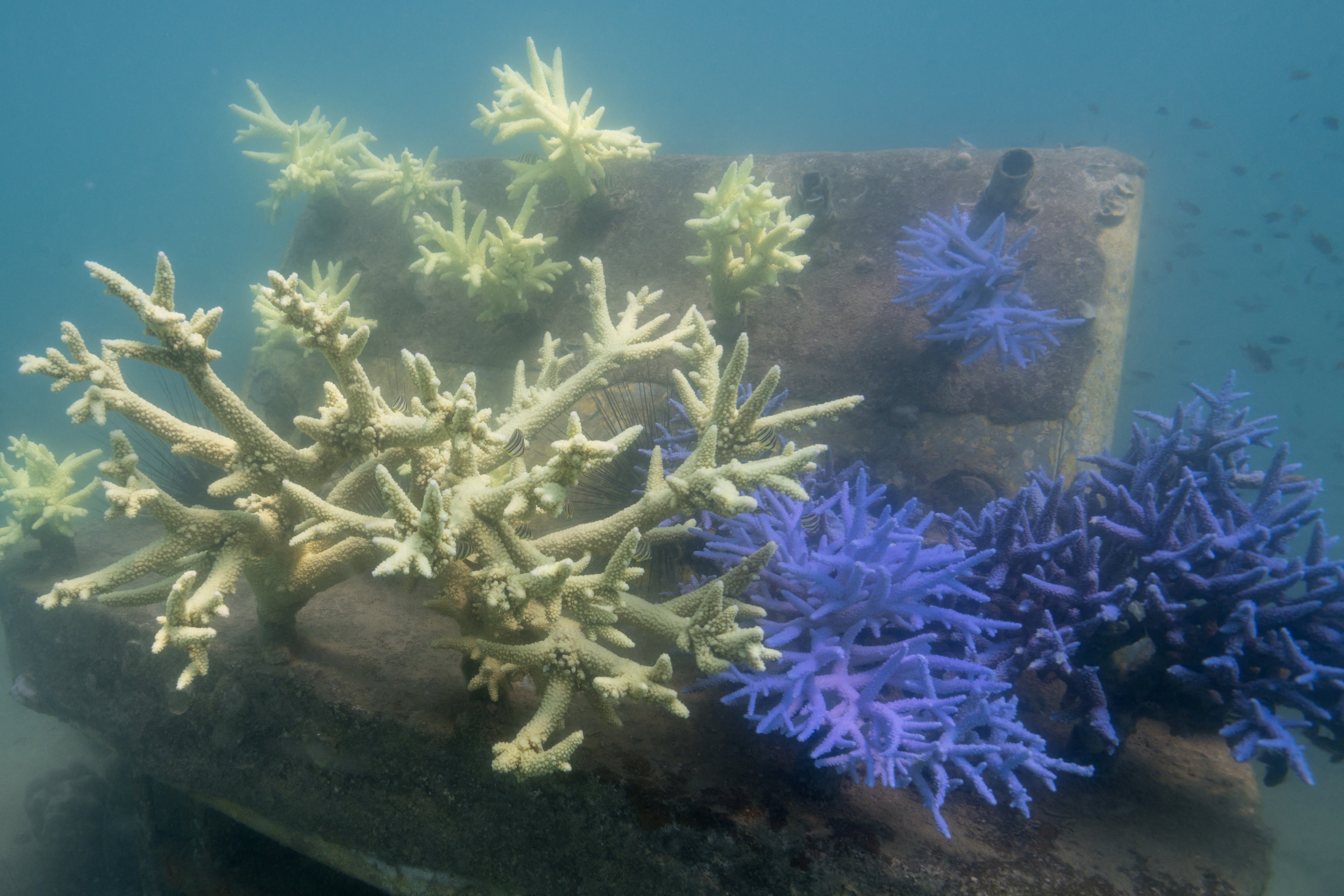 Bleaching corals are seen in a reef in Koh Mak, Trat province, Thailand, May 9, 2024.
