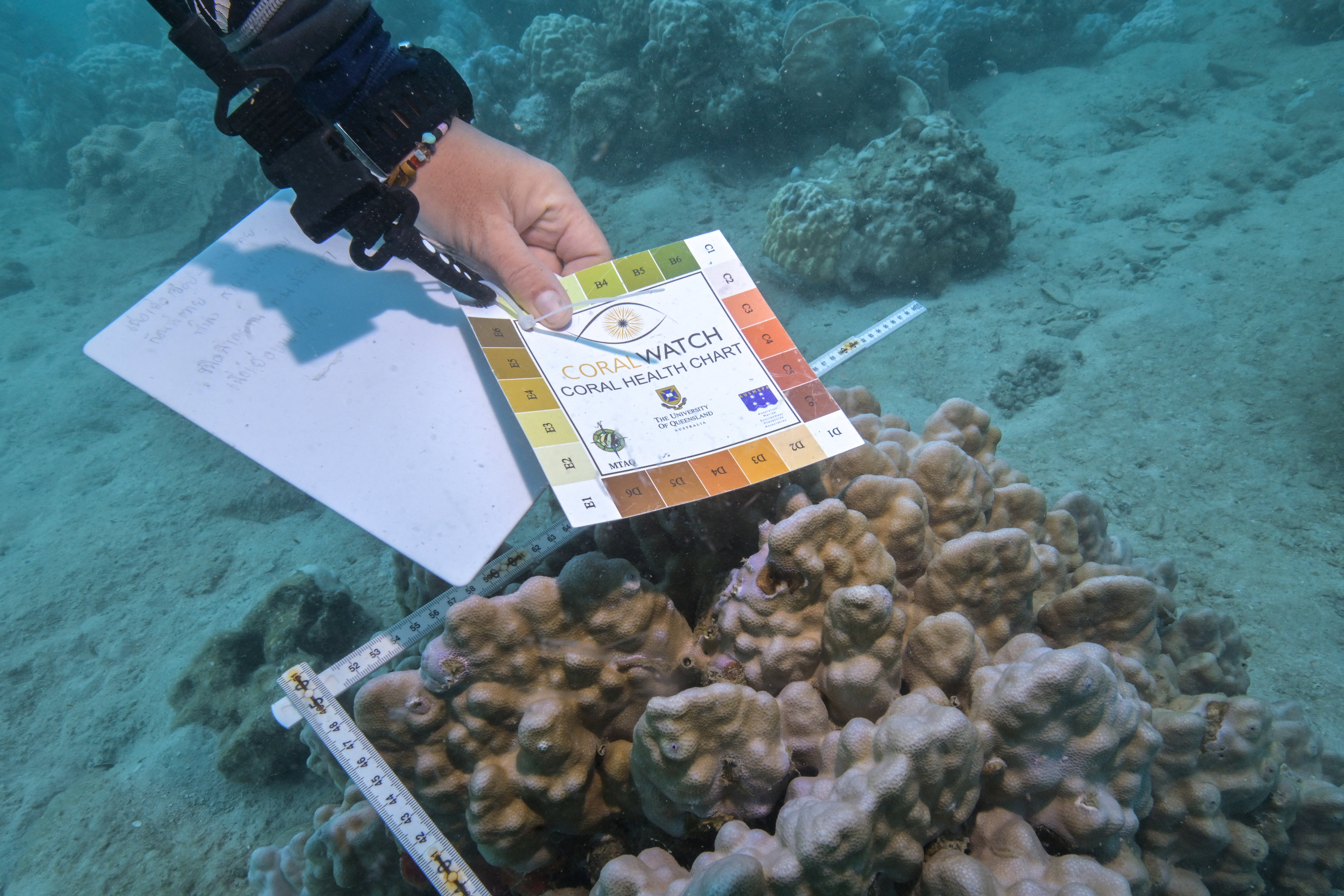 Lalita Putchim, a marine biologist of the Department of Marine and Coastal Resources (DMCR) uses a coral health chart to measure bleached corals at a reef in Koh Mak, Trat province, Thailand, May 8, 2024
