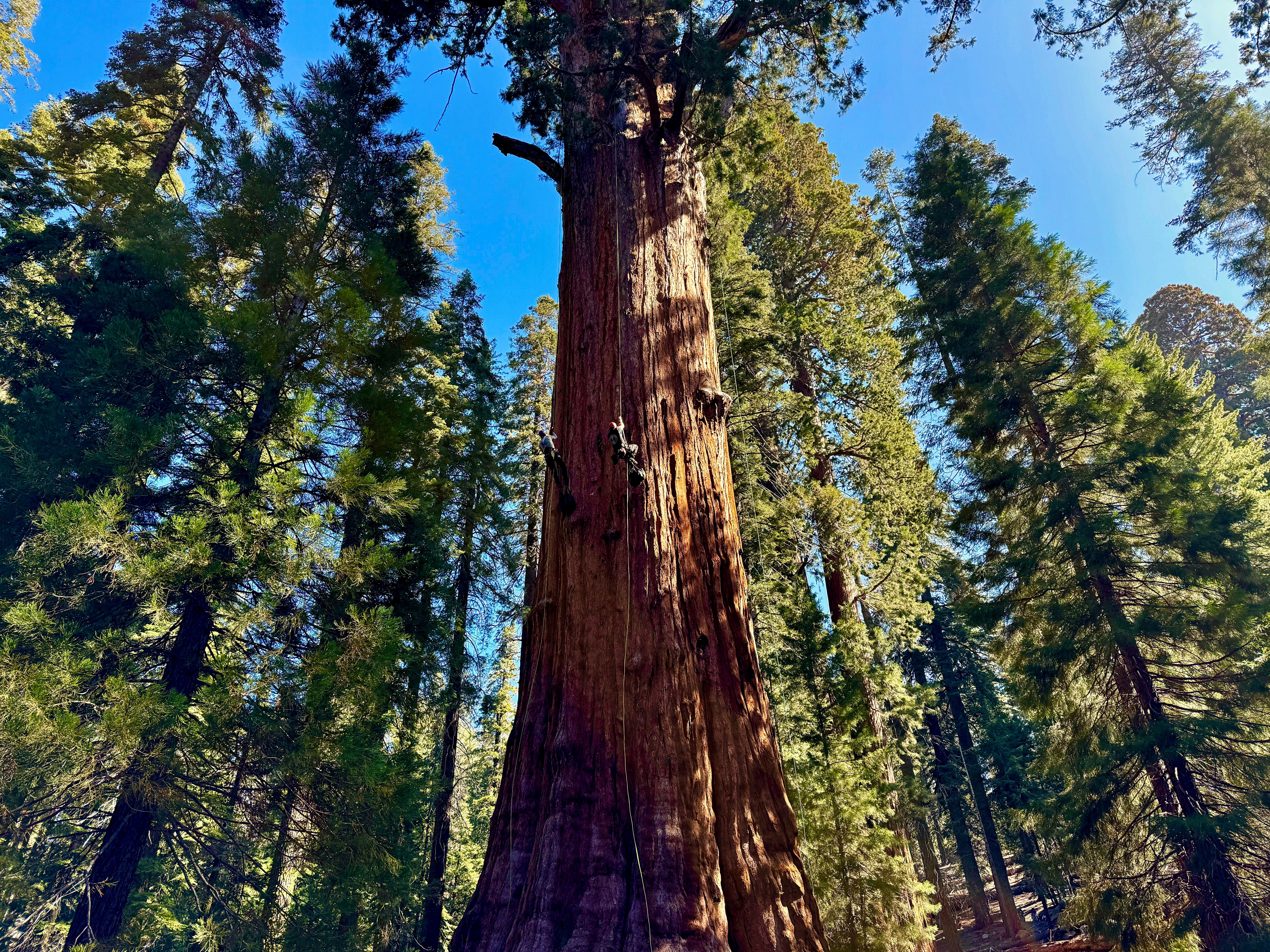 California Climate Sequoia Trees