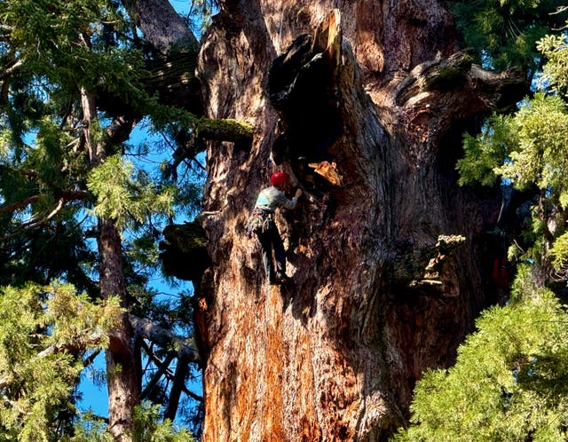 California Climate Sequoia Trees