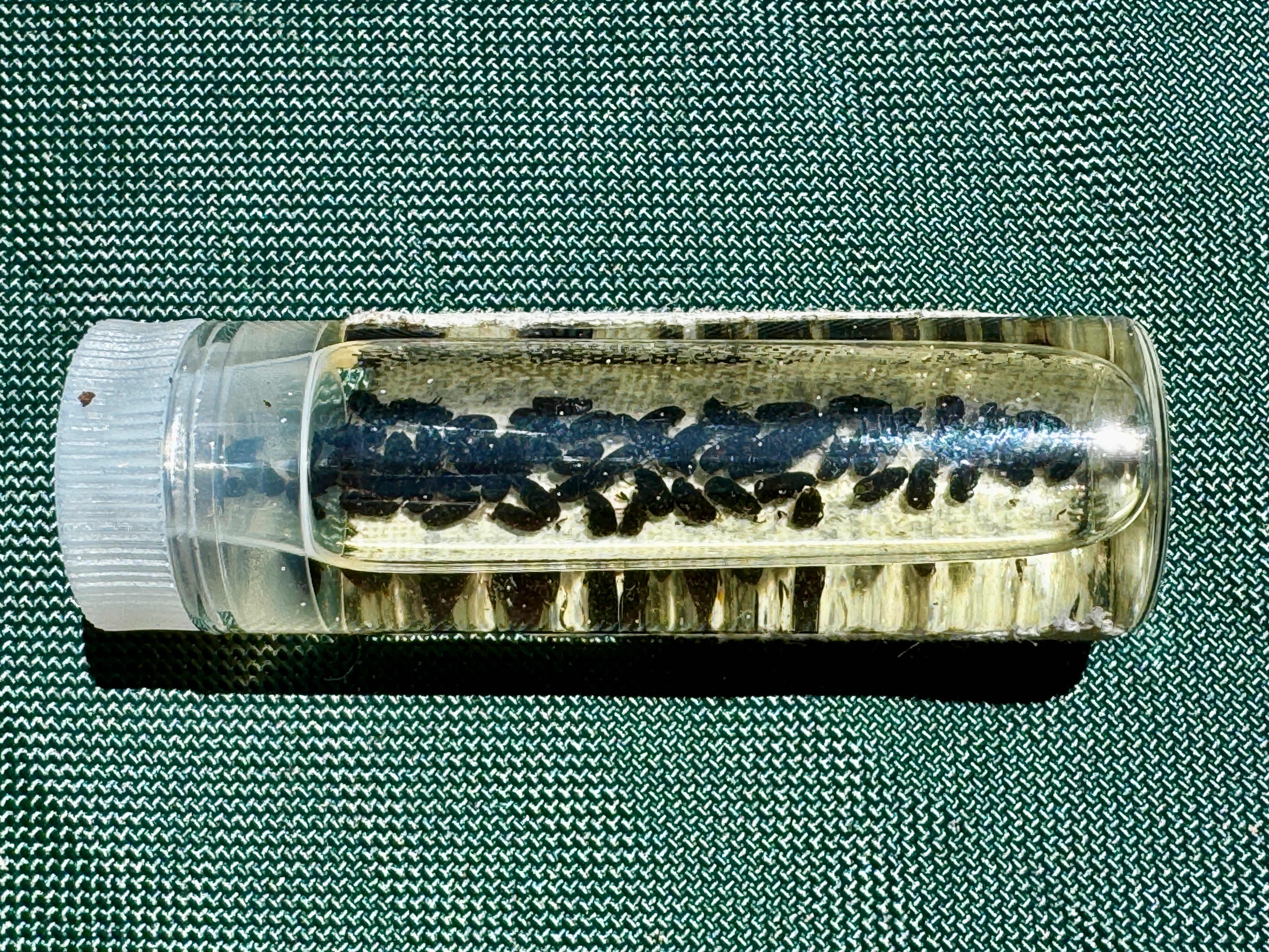 California Climate Sequoia Trees