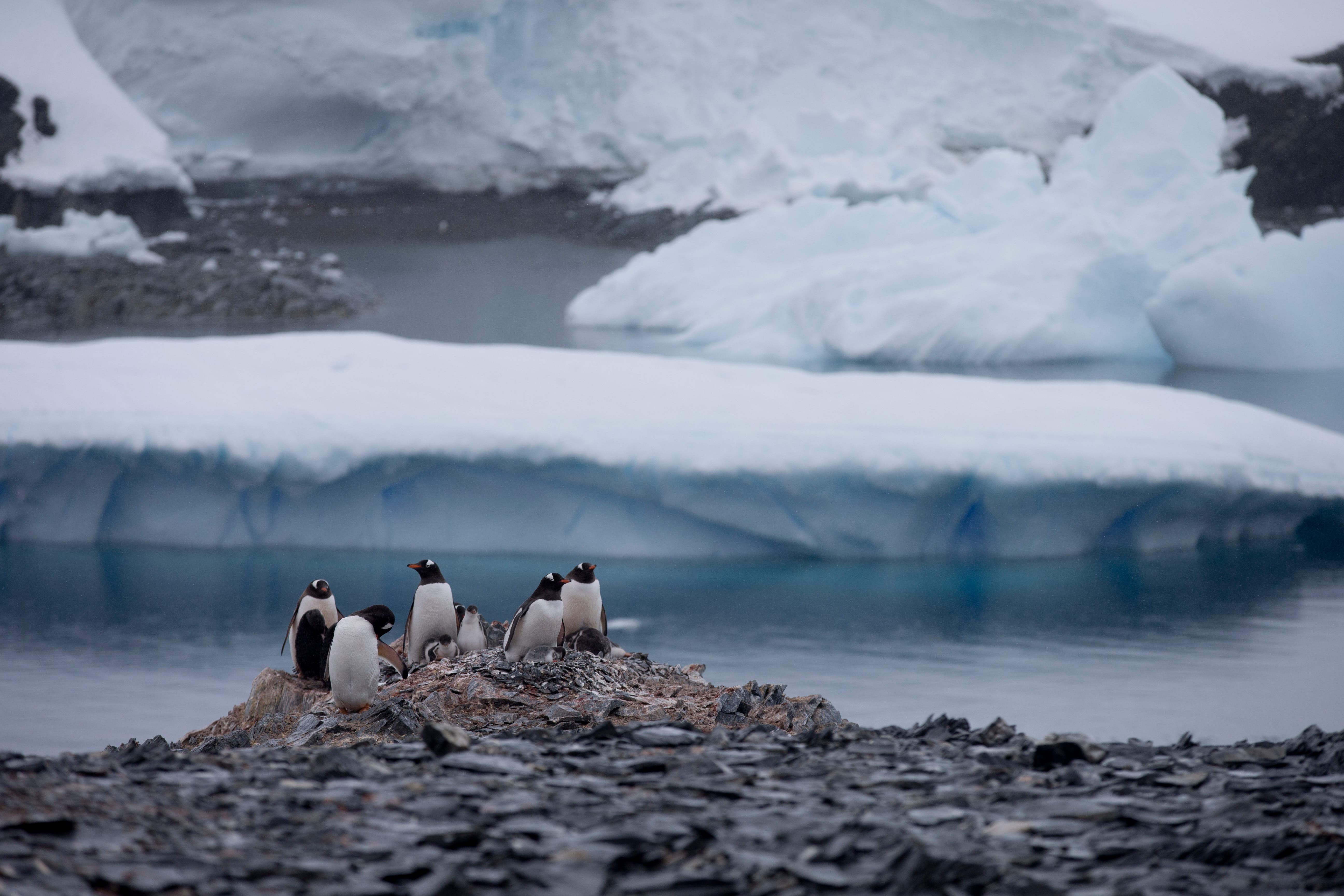 Chile officials meet in Antarctica amid fears over Russia's manoeuvres in region - Vimarsana News