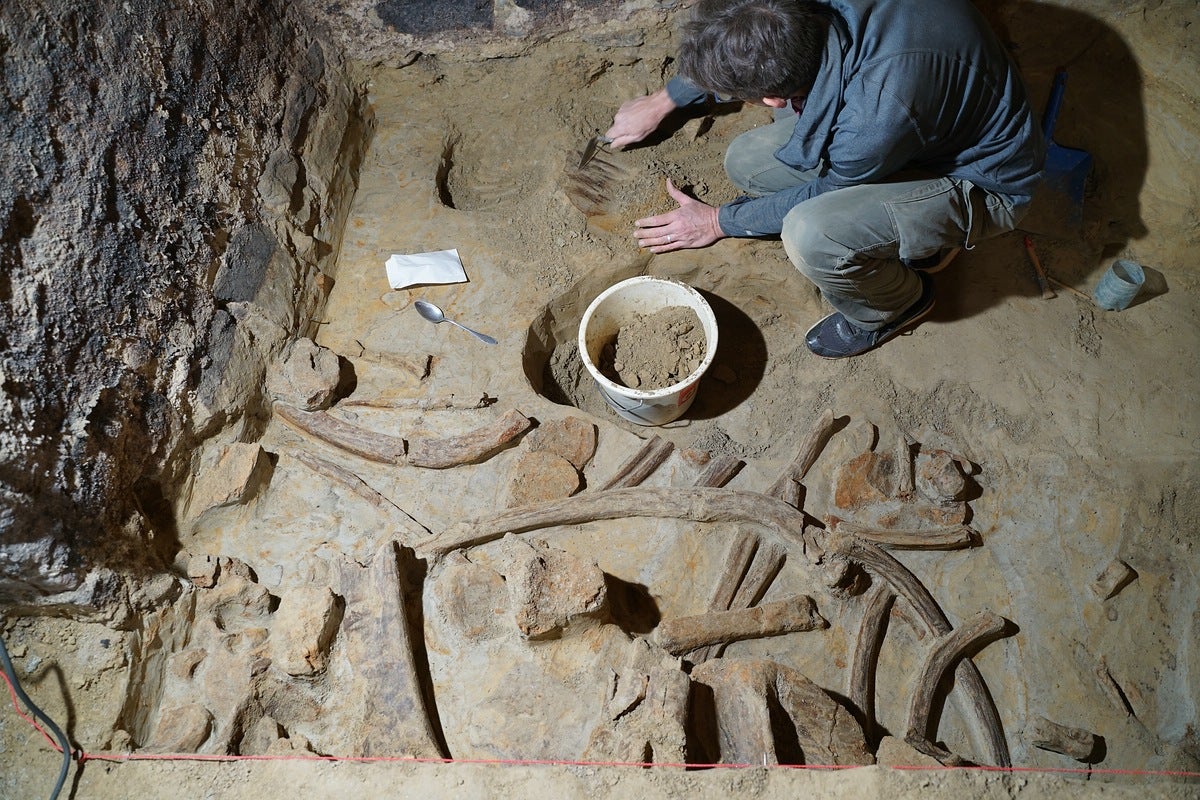 Researchers uncovering mammoth bones in Austrian winecellar