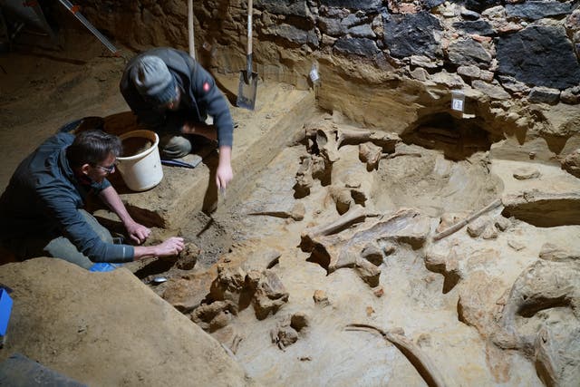 <p>Archaeologists exposing mammoth bones and their position</p>