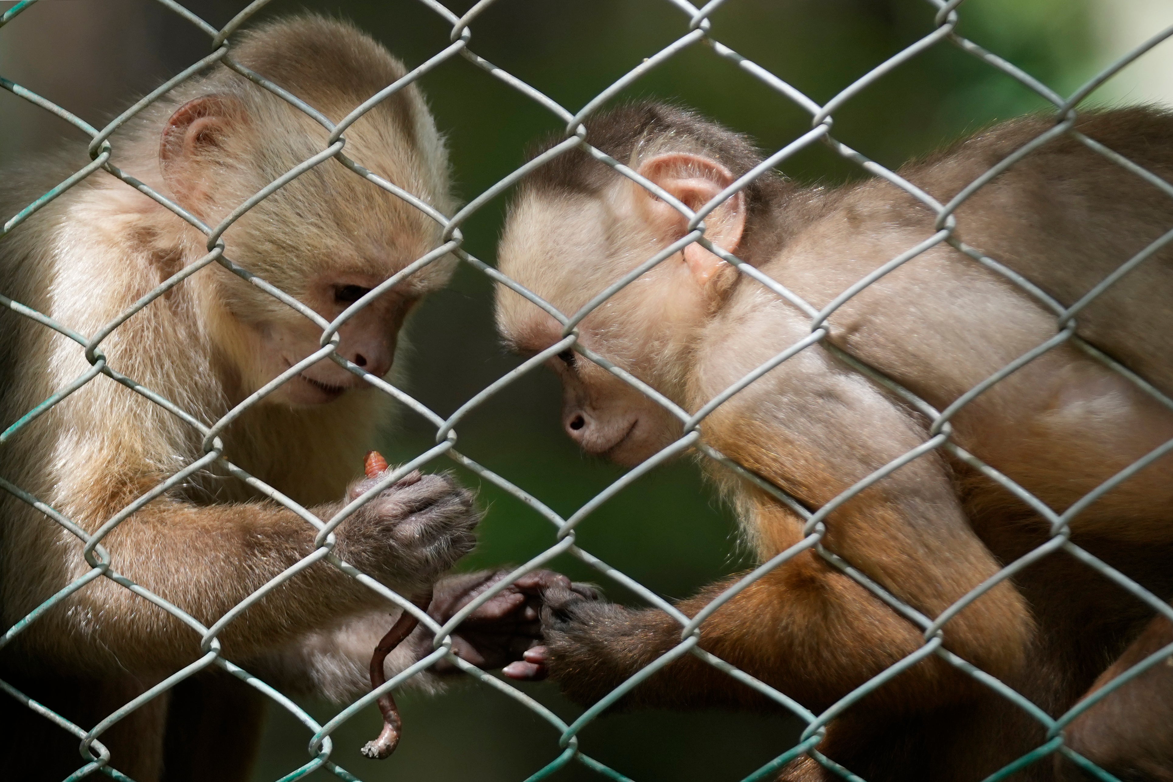 A white-faced capuchin holds an earthworm at a wildlife center in the rural Las Mercedes community of Tocaima, Colombia, Wednesday, May 22, 2024