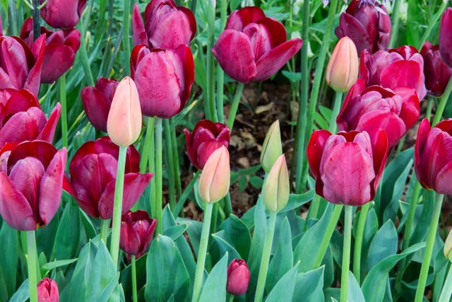 A Kew horticulturist offers tips on whether it’s worth lifting your tulips (Alamy/PA)