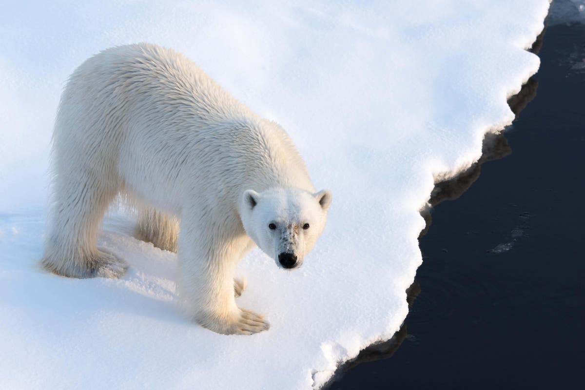 Polar bear attacks woman on her driveway, husband ‘leaps on top’ to save her