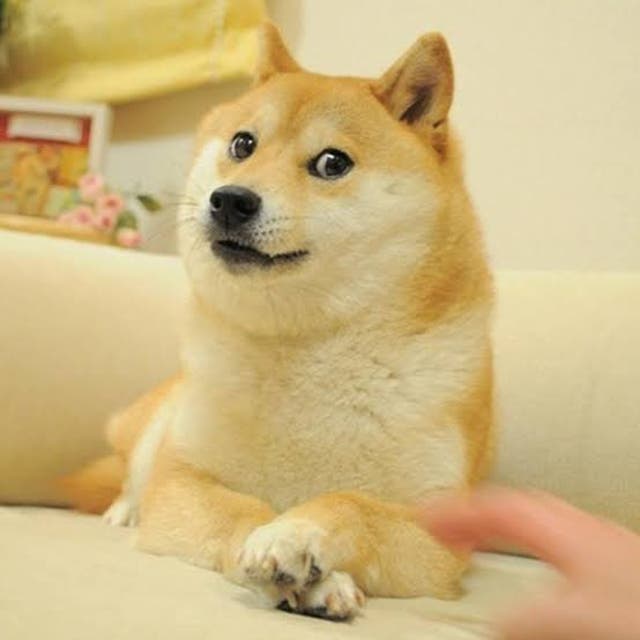 <p>The iconic picture of Kabosu, the shiba inu dog who went viral as the “doge” meme</p>