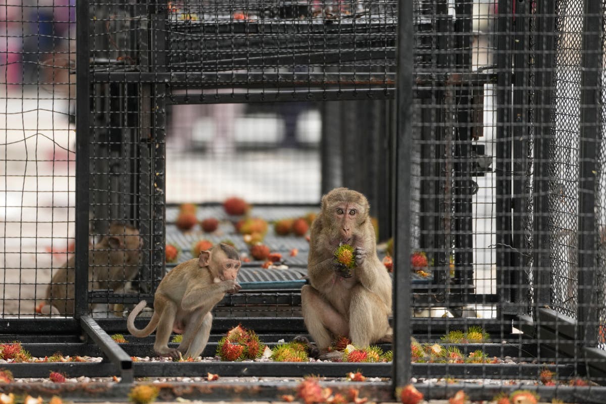 Thai town maddened by marauding monkeys launches plan to lock them up and send them away