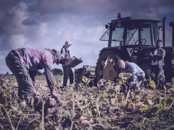 Seasonal UK farm workers: Ministers pressed ahead with migrant visa scheme despite UN experts' warning - Vimarsana News