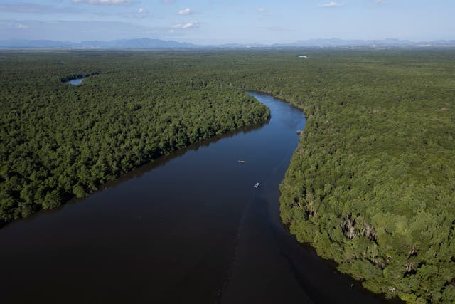 APTOPIX Brazil Mangrove Reforestation