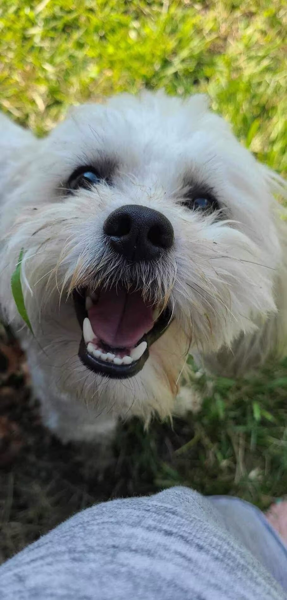 Blind and deaf dog Teddy got lost in a neighbor’s yard. Police called to help him shot him dead