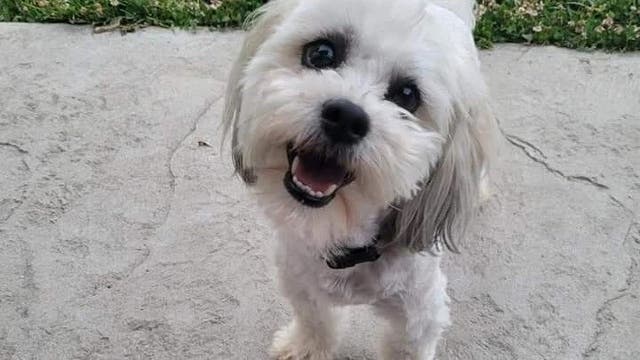 <p>Police bodycam footage showed an officer chasing Teddy (pictured) around a large field and making several unsuccessful attempts to catch him before shooting the dog dead. The city has found no wrongdoing over the officer’s actions </p>