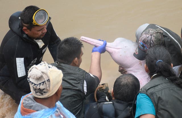 BOLIVIA-DELFINES ROSADOS