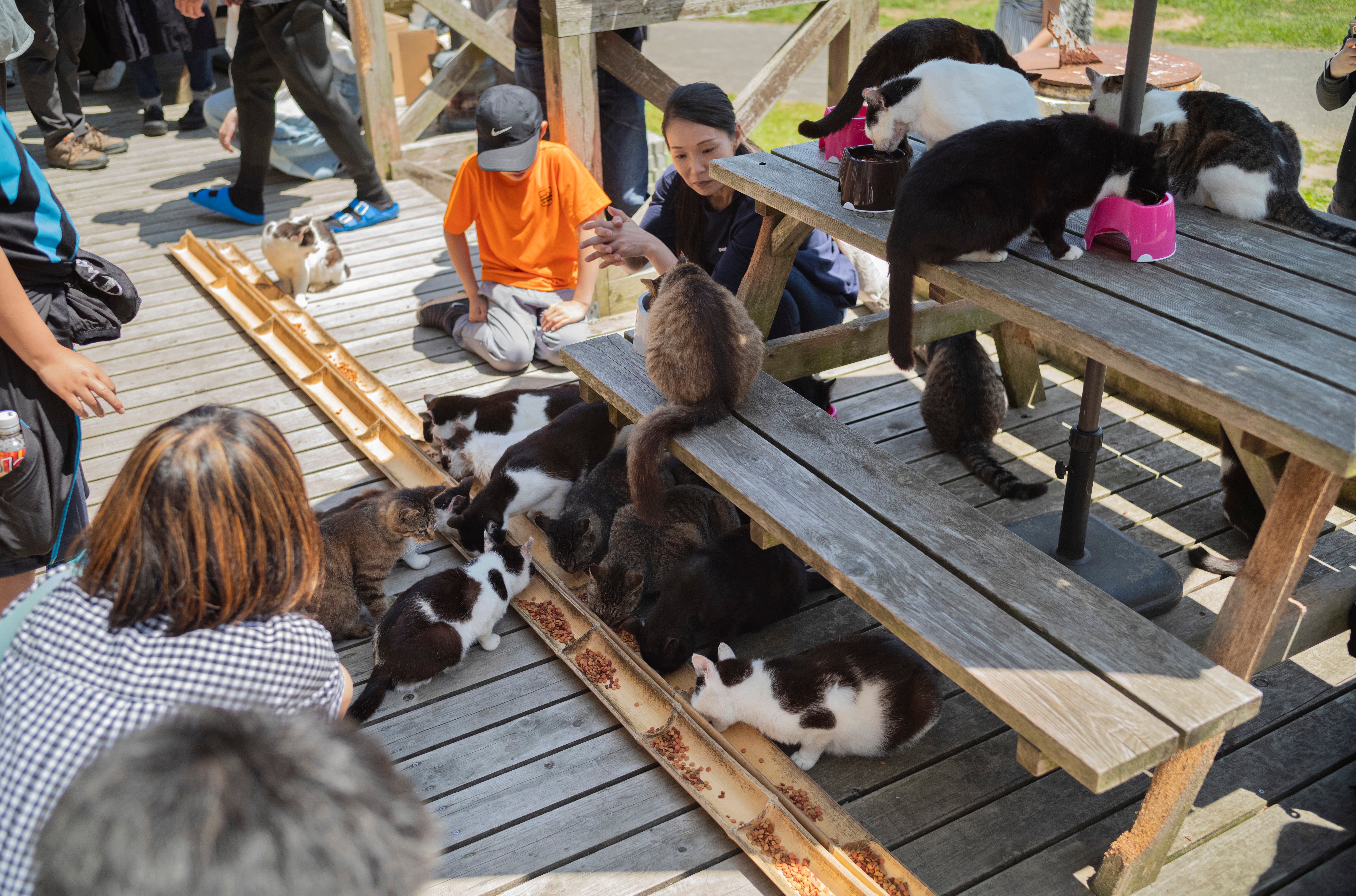 Tourists watch cats getting fed at a cafe on Tashirojima