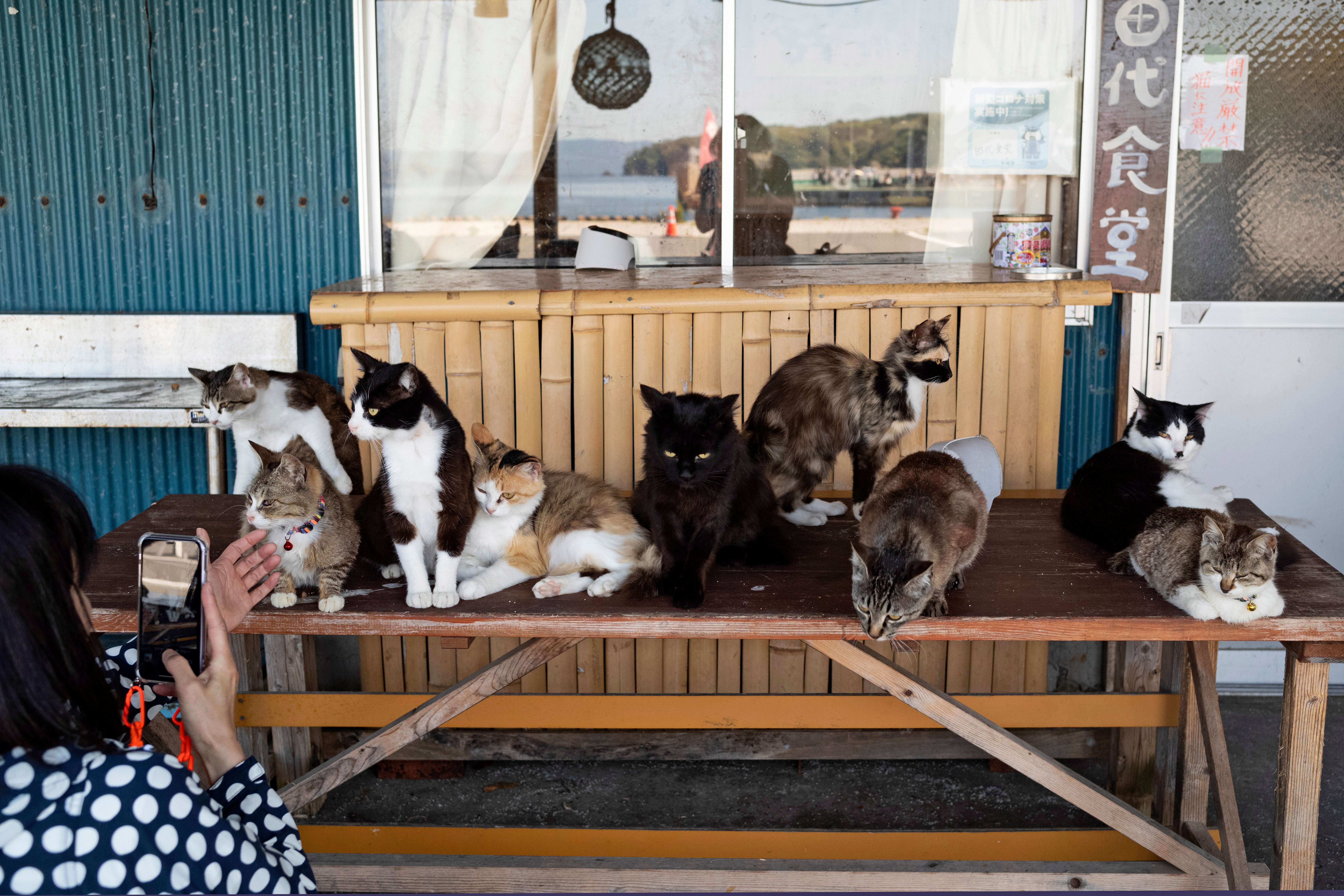 The “Neko Jinja,” or cat shrine, honours the animals’ presence