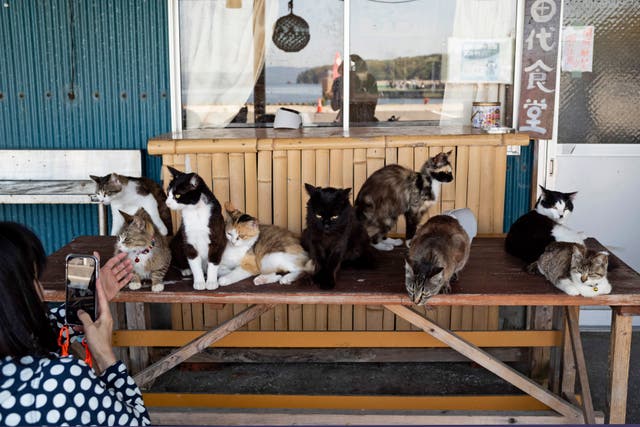 <p>The “Neko Jinja,” or cat shrine, honours the animals’ presence </p>