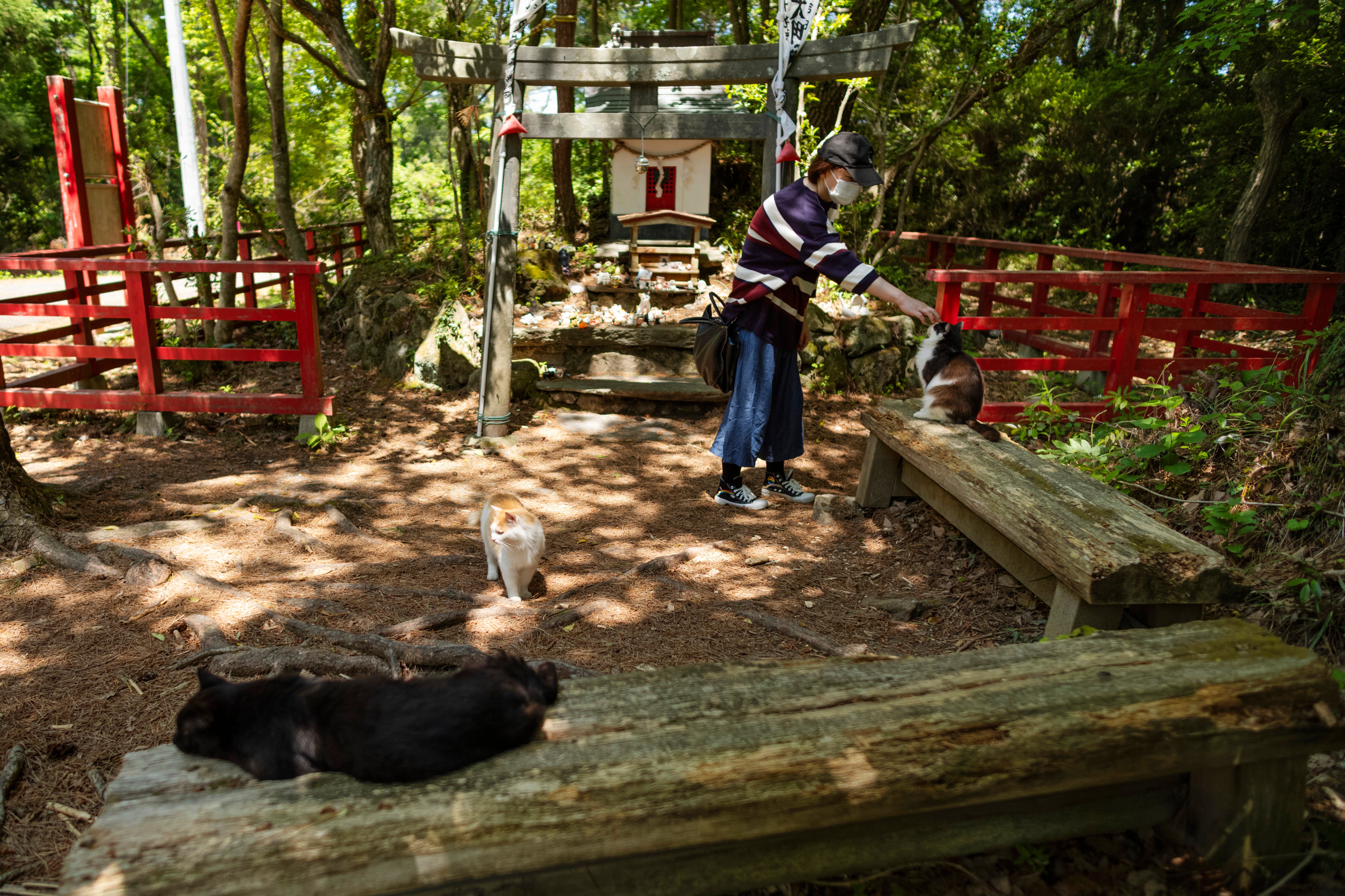Over 100 cats inhabit Tashirojima