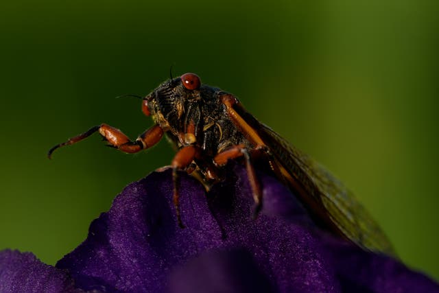 APTOPIX Cicada Invasion Photo Gallery