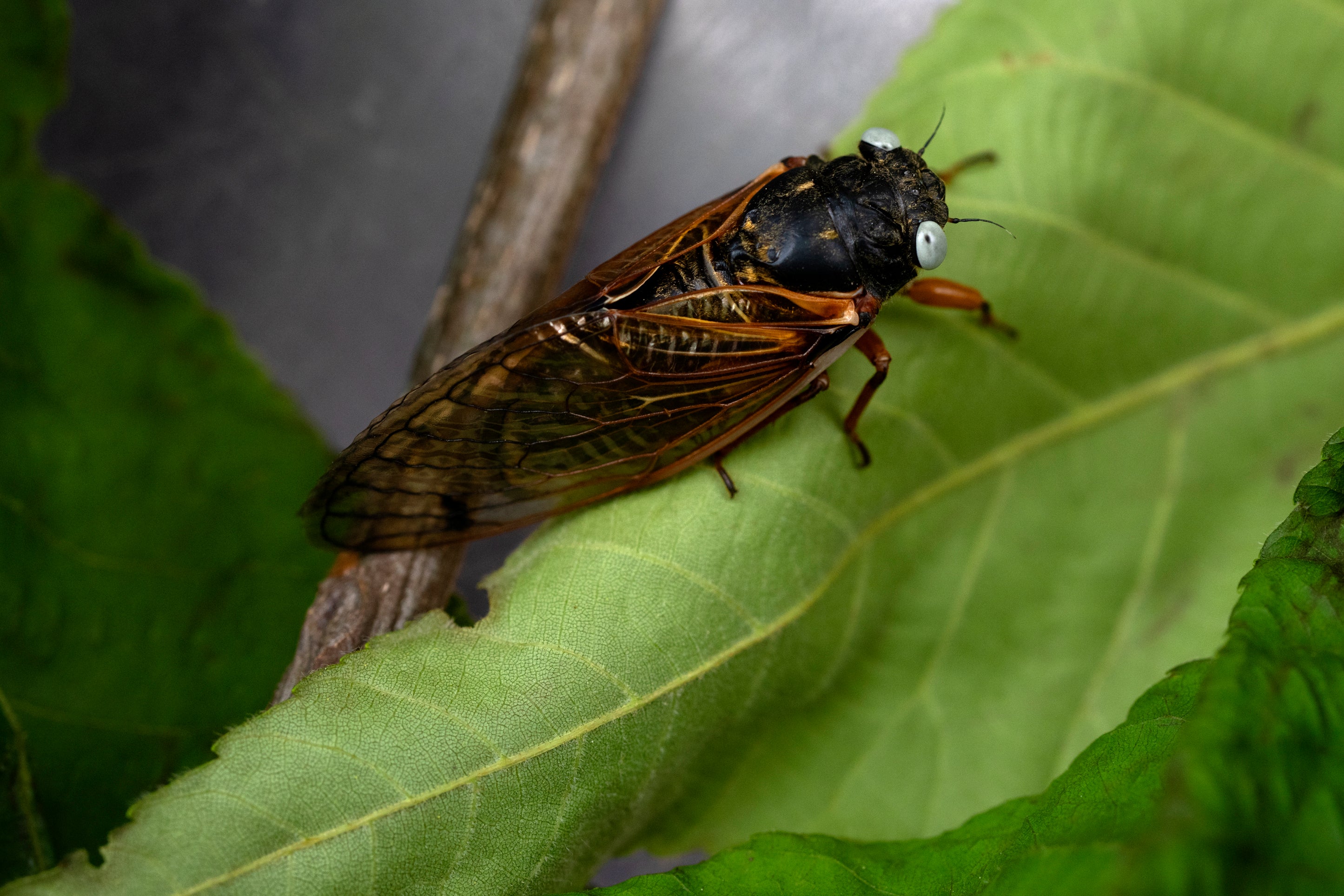 Rare Cicada llinois