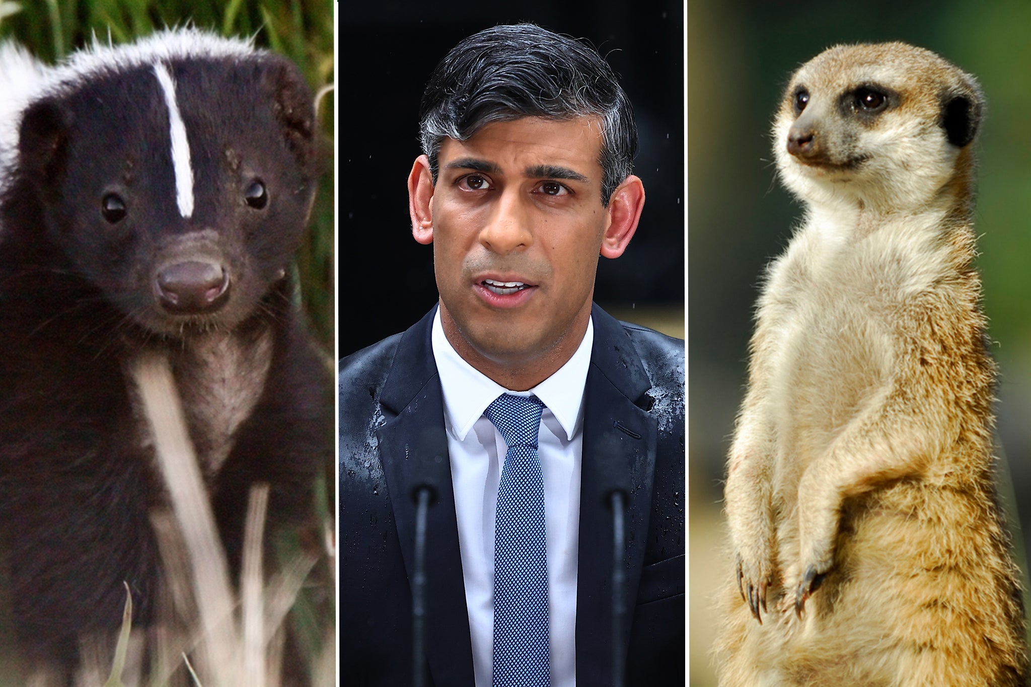 Voters liken Mr Sunak to a skunk or a meerkat