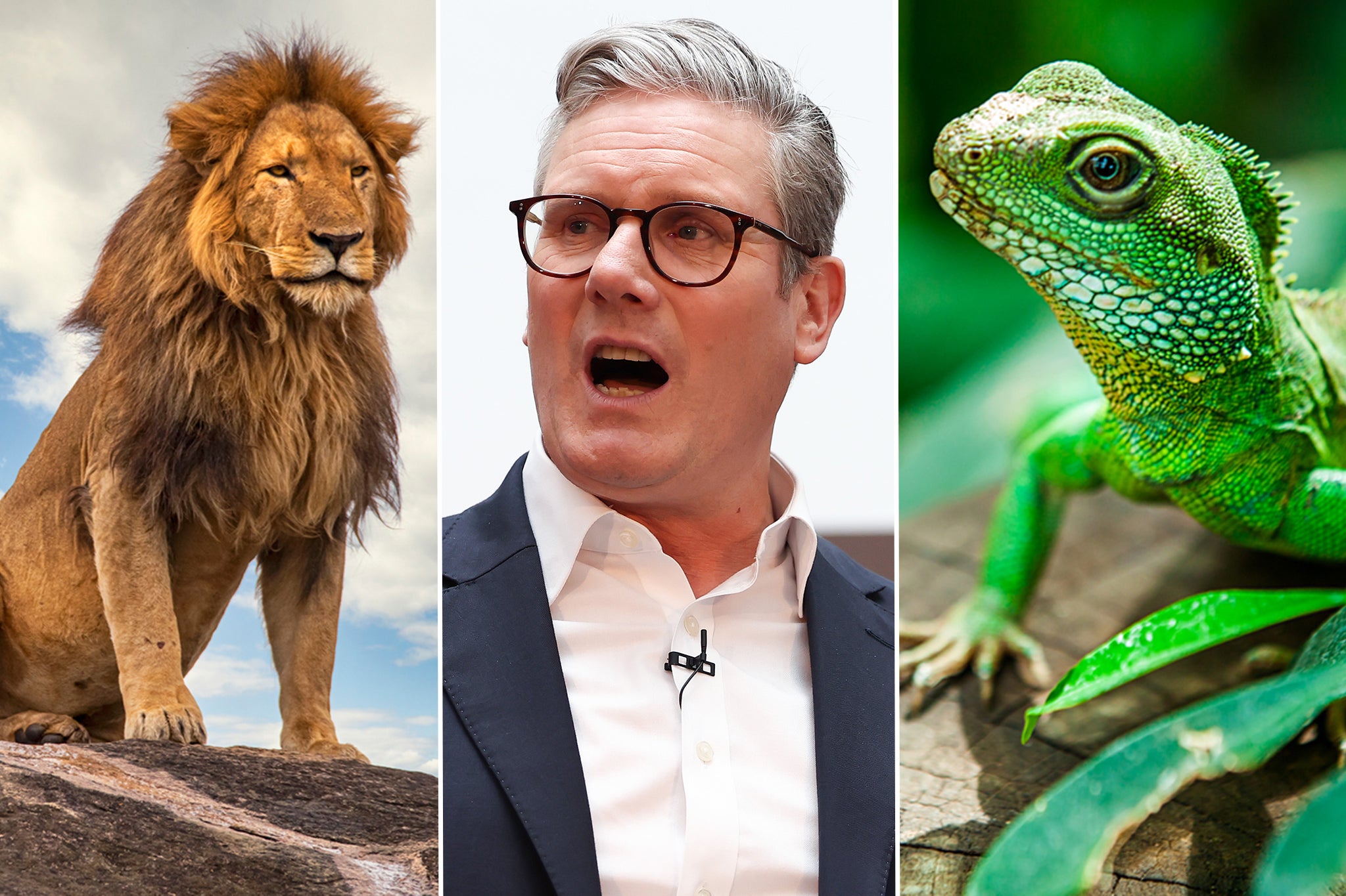 Sir Keir Starmer is likened to a lion or a lizard by those who took part in a survey for The Independent