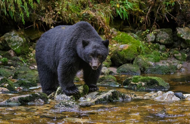 <p>A 12-year-old boy shot a black bear in Wisconsin to stop it from mauling his father </p>