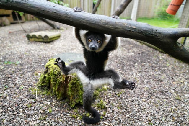 One of two black-and-white ruffed lemur pups born at Blair Drummond Safari and Adventure Park, near Stirling (Andrew Milligan/PA)