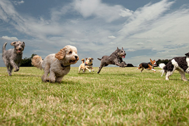<p>Dogs of different breeds running</p>