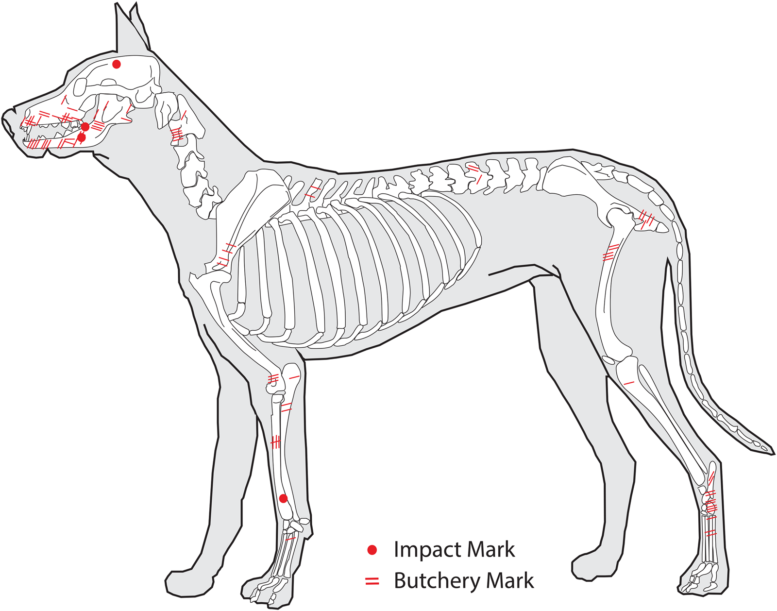 Map of butchery and impact marks across dog skeletons
