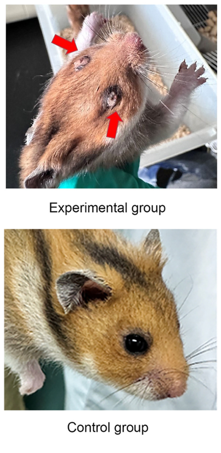 Severe inflammation was observed in the eyes of hamsters infected with the lab-made virus