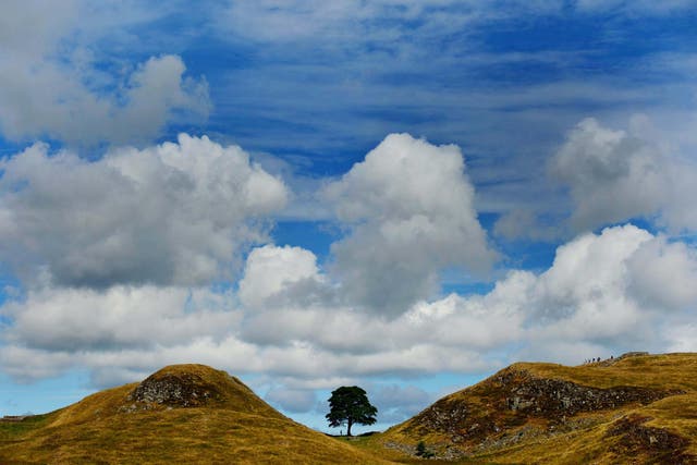 <p>The tree, which stood next to Hadrian’s Wall in Northumberland for 200 years, was chopped down in September last year (Owen Humphreys/PA)</p>