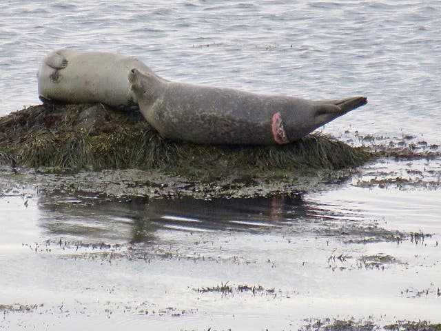 <p>A seal seen off Plymouth in late April with a fresh white shark bite </p>