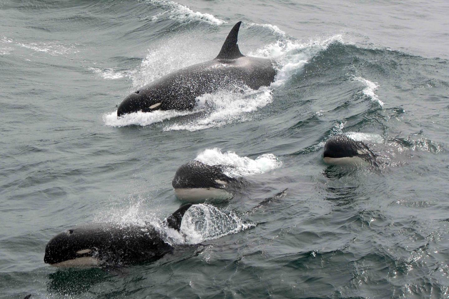 A pod of killer whales