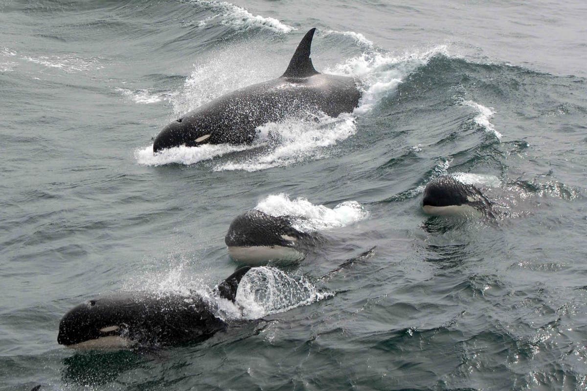 Russian researchers in desperate attempt to rescue stranded killer whales